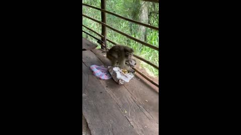 In Sri Lanka, ravenous monkeys eat tourists' food