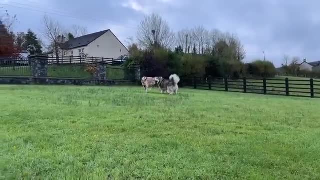 Long Lost Golden Retriever Reunited With His Family! They Go Crazy!!