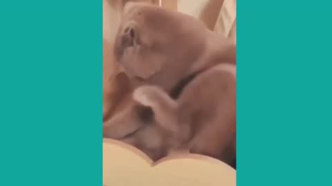 Funny Animal Videos Part 54__Funny Animal Videos Compilation__@blessedbaritone
