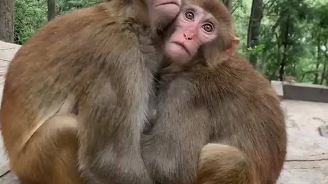 Best Monkey Animals