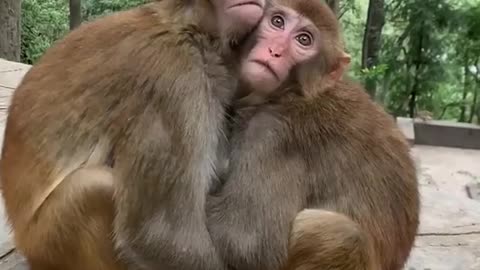 Best Monkey Animals