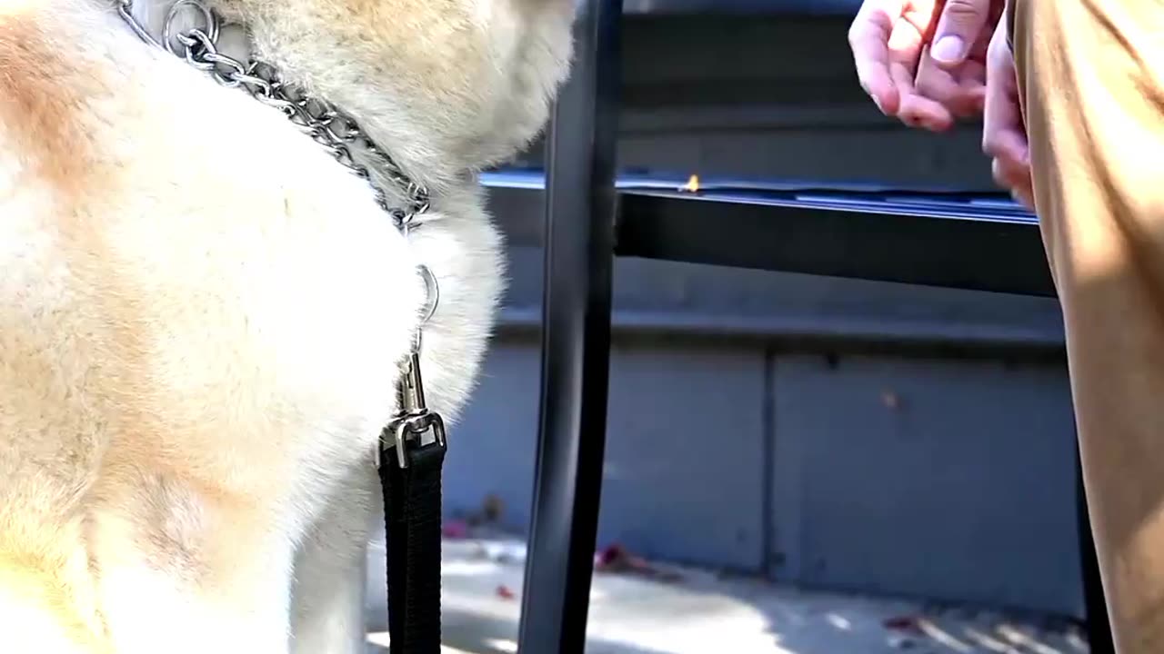 Labrador Dog Training | And Training Tnstructions Dog | Showing Training Skills