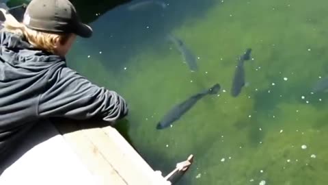 How to catch a fish with hands
