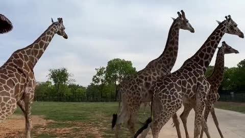 What animal do you think it is