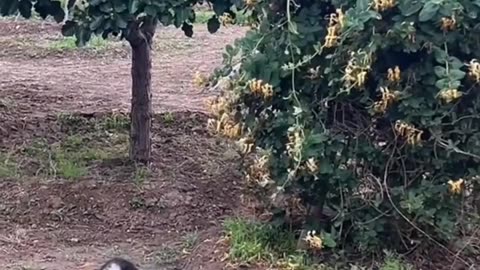 Cute animals