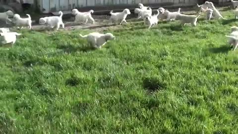 Dogs femlly Schwram Golden retriever welpen