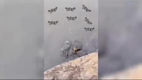 Zoo animals funny clips and funny moments