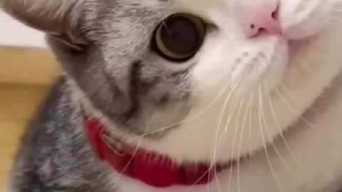 Funniest animals 2023 New Funny Cats and Dogs Part 7