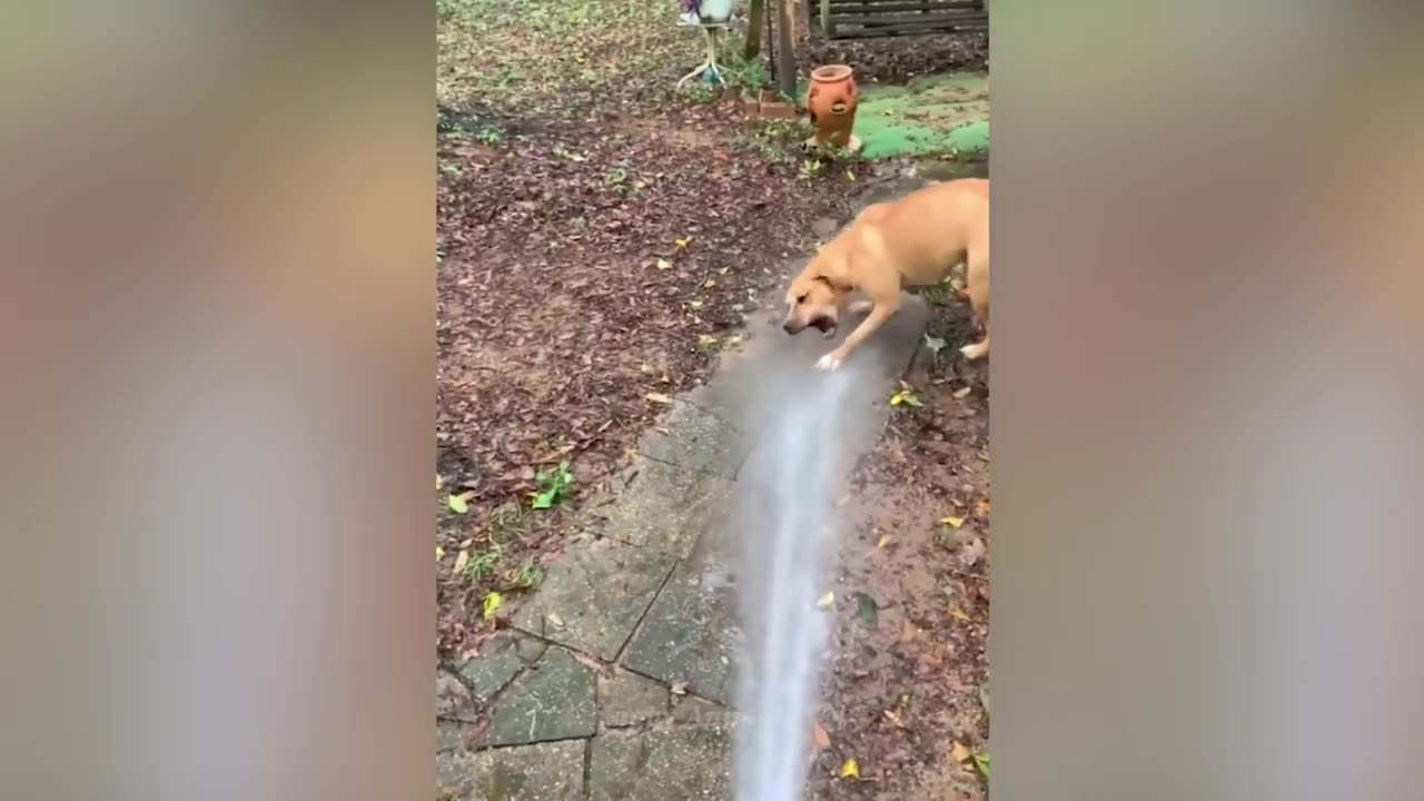 [1 Hour] Funniest Animals 2023 😂 Funny Dog Videos Compilation