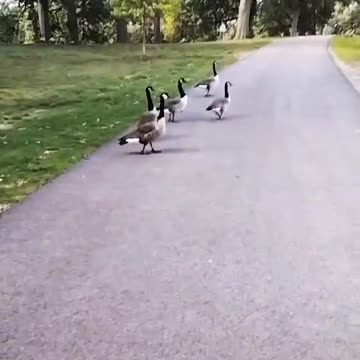 Ducks at Jamaica Pond
