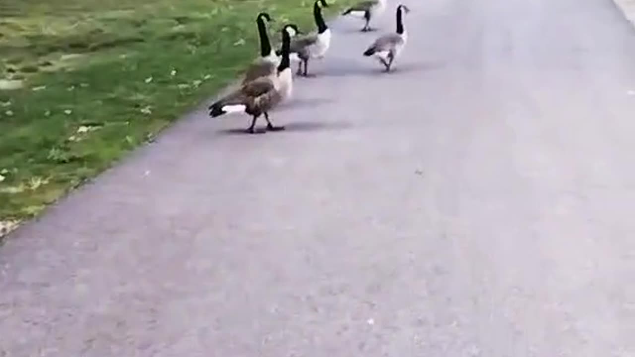 Ducks at Jamaica Pond