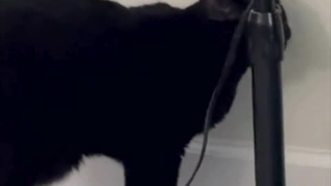 Cute Precious Piper Investigates the Fan - Adopting a Cat from a Shelter Vlog #shorts
