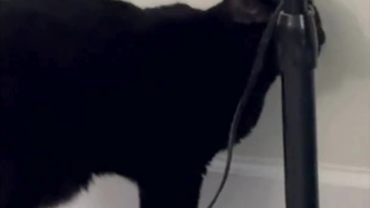 Cute Precious Piper Investigates the Fan - Adopting a Cat from a Shelter Vlog #shorts