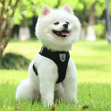 Cat Dog Harness with Lead Leash Adjustable Vest Polyester Mesh Breathable