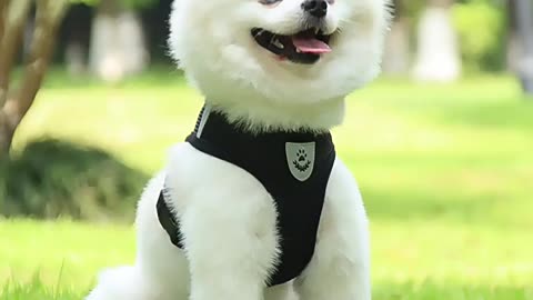 Cat Dog Harness with Lead Leash Adjustable Vest Polyester Mesh Breathable