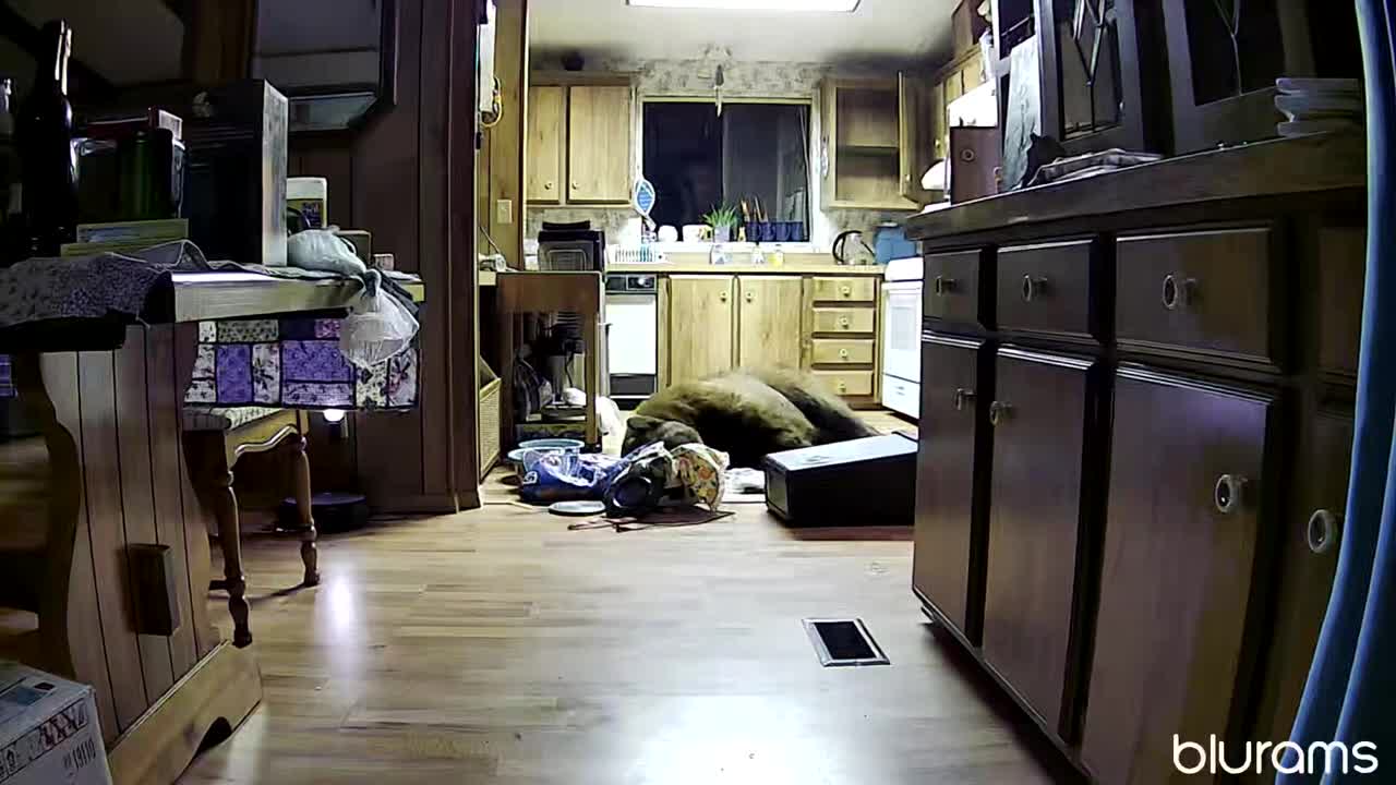 Bear Helps Himself to the Kitchen