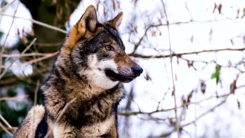 30 Animals That Asked People For Help & Kindness !