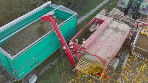 Amazing Agriculture Technology - Pumpkin,Squash,Sunflower Harvesting Machine - Modern Process Line