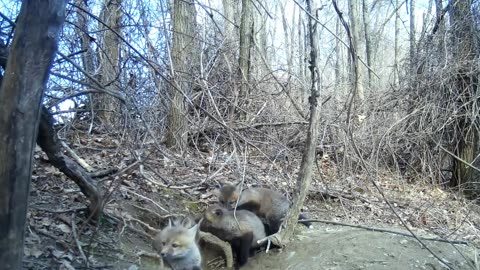 Fox Cubs