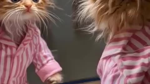 THE CUTE PUSSY STYLING