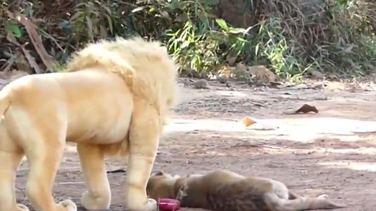 Troll Prank Dog Funny & fake Lion and Fake Tiger Prank To dog & Huge Box Prank to dog