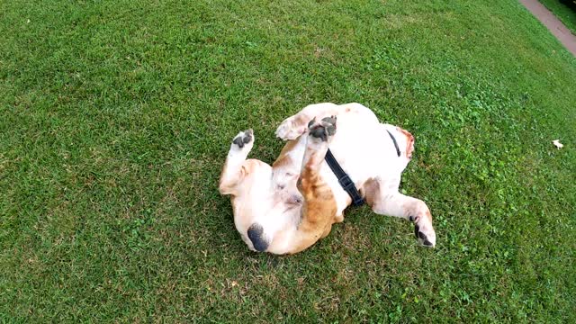 Video of Dog Rolling on the Grass..😼