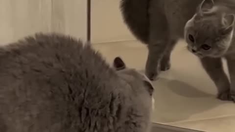 Funny Always 😂 #short #cats #dogs #funny #catfails #catstiktok #funnyanimals #pets #cat #shorts