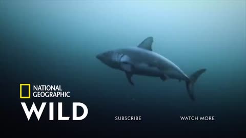 Here's What Happen after an Elephant dies | national geographic | Animal Planet