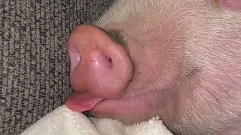 You know it’s a good sleep when your tongue is sticking out. 🐷 👅