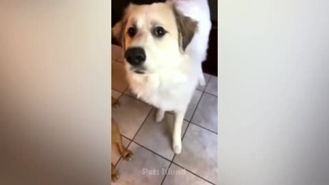 Funny Cat Videos that will make you Laugh Out Loud |Mad Pets