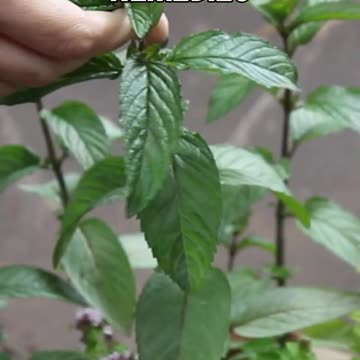 Grandma vs the Flexner Report: