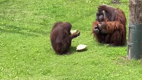 This is a real WolfIf you want a durian, please give it to me.