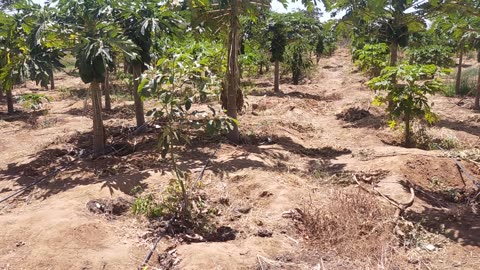 Pineapple farming in Matuu