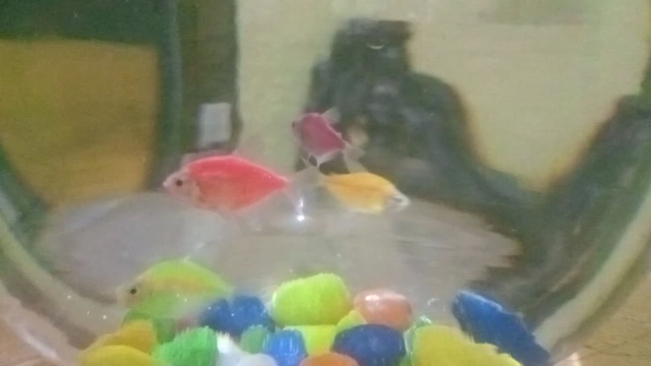 Fish in tub