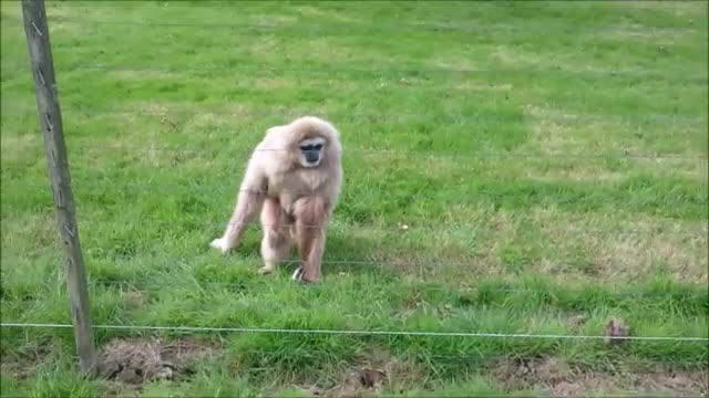 Gibbon freaks out over hedgehog