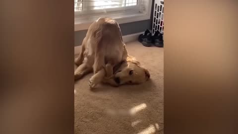 Cute and Funny dog Compilation 2023 - Funny Pet Videos #6 #viral
