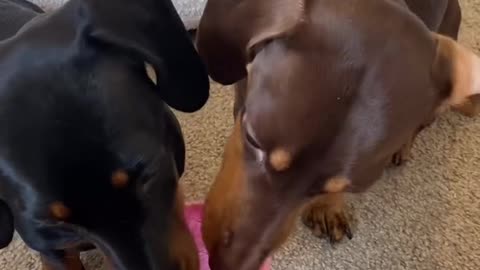 The Ultimate Dog Water Bottle for Adventures!