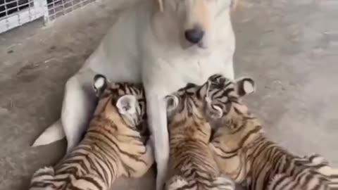 Bitch is Feeding The Cubs #shorts #shortvideo #video #virals #videoviral