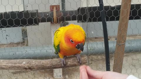 parrot