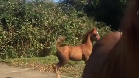 Prancing Colt