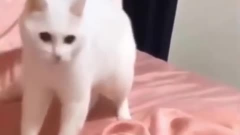 So cute cat dancing at vibration mode