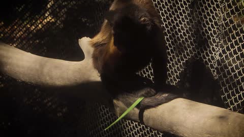 Funny monkey 🙊 sleeping and eating videos