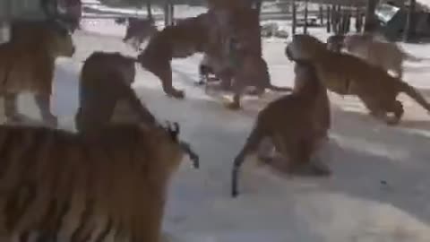 SWAG TIGERS