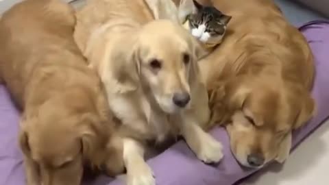Cat And her friends