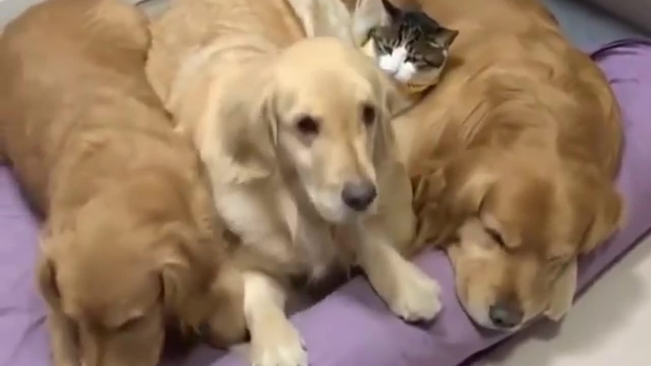 Cat And her friends