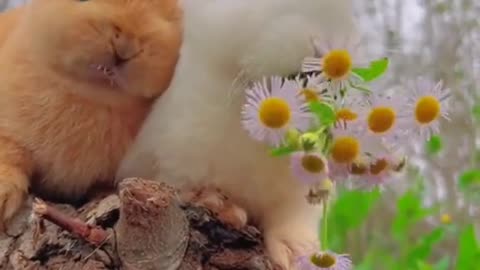 Beautiful rabbits 🐰