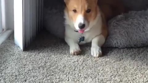 BLEP #corgi #puppysongs #dogsoftiktok #corgisoftiktok