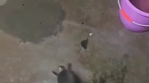 Dancing turtle