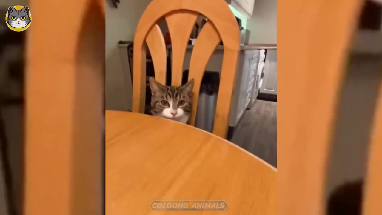 Funniest Cats And Dogs Videos π