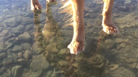 Jesus Dog Walks on Water